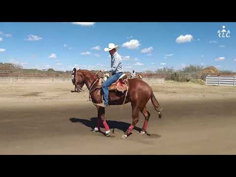 C13P2 EL CAMINO AL FUTURITY VIP