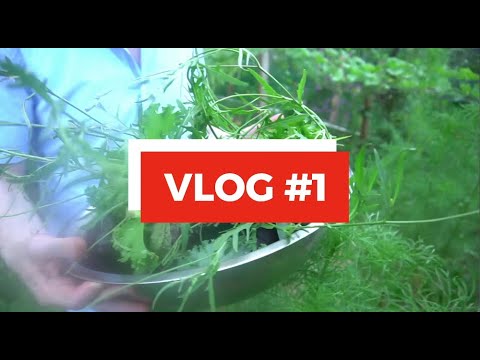 Wilson Live Vlog #1 - Sabich + Special Guest