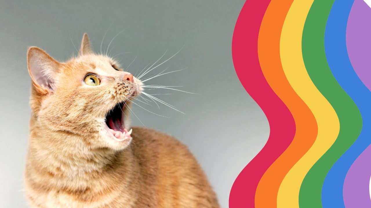 How Cats See the World: Understanding Their Vision