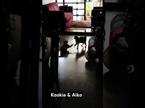 Pure chaos in motion — Kookie and Aiko’s daily race for victory (and mischief)!