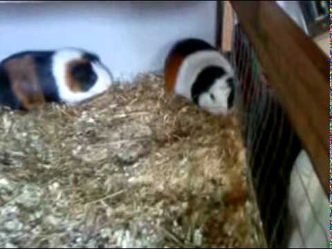 2011-05-08 Guinea Pigs