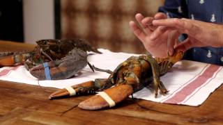 Matt Dean Pettit chats about The Great Lobster Cookbook.  Video