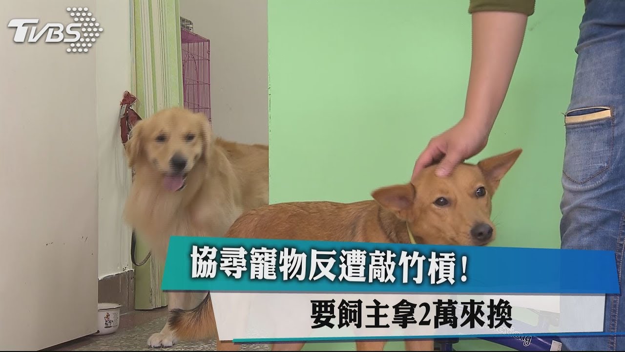 協尋寵物反遭敲竹槓! 要飼主拿2萬來換