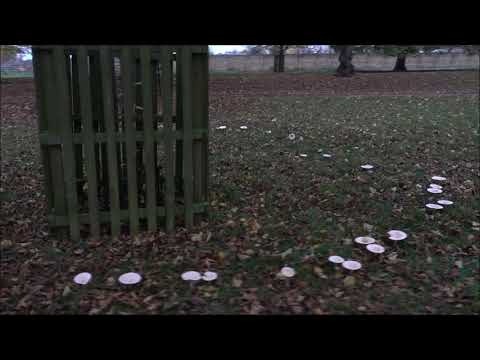 So, a mushroom Fairy Circle is a thing...