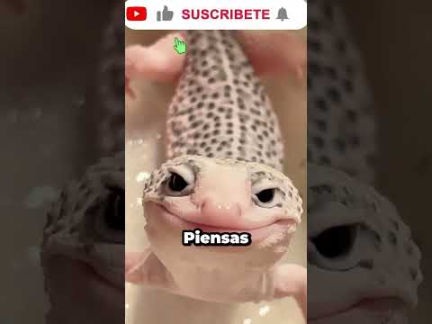 ¿Mascota o peligroso? 🧐