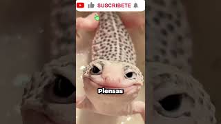 ¿Mascota o peligroso? 🧐