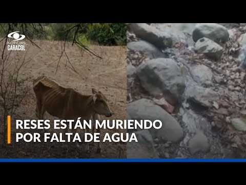 Más de 100 reses han muerto en Balboa, Cauca, por falta de agua y alimento