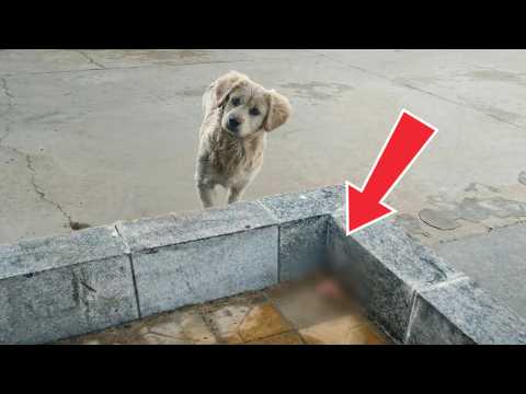 He Led Us To A Corner... What This Stray Dog Hid Broke Us