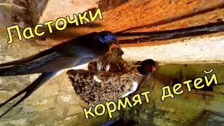 Чем питаются птенцы ласточки