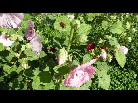 How to collect mallow seeds from a plant? How to sow mallow seeds? When to sow? Plants.