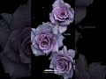 Kinna Sona Tu Sona Tu Haan Full Screen Whatsapp Status