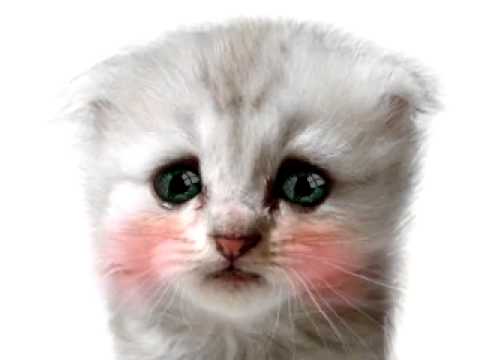 nimesh keyal.....emotions of cat....9146031466