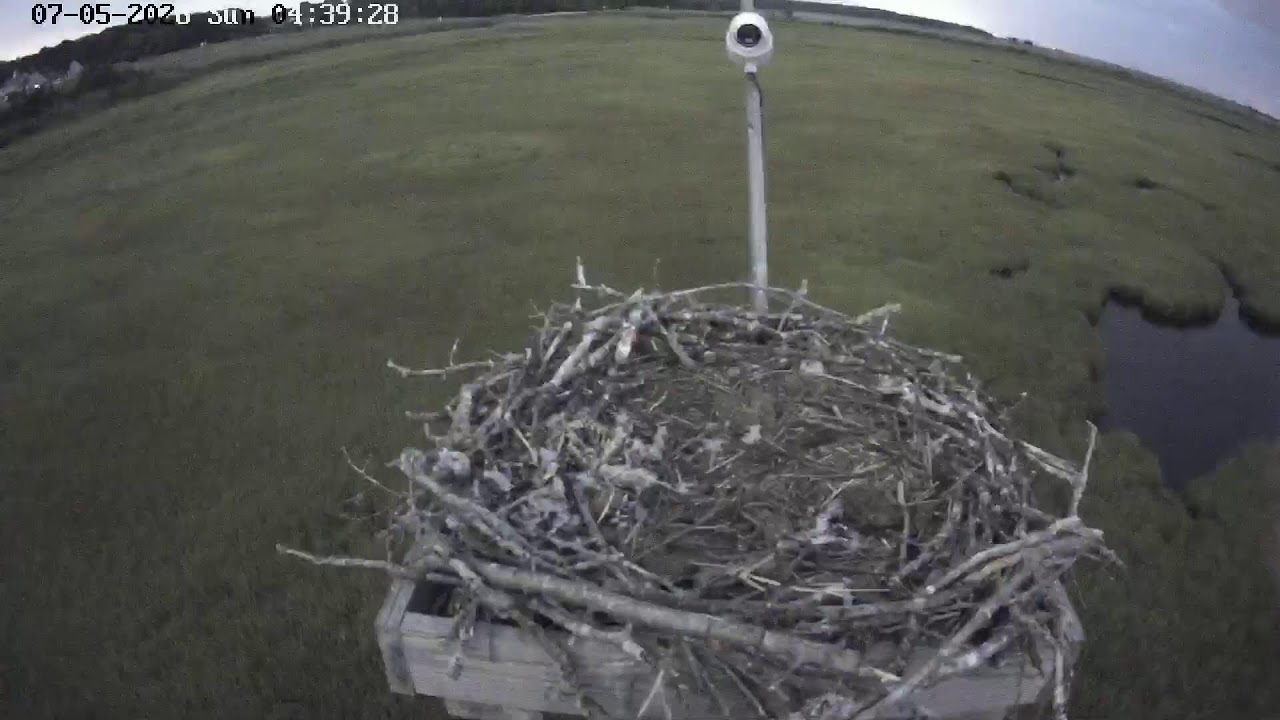 Live webcam view of Forsythe Refuge Osprey Nest Cam