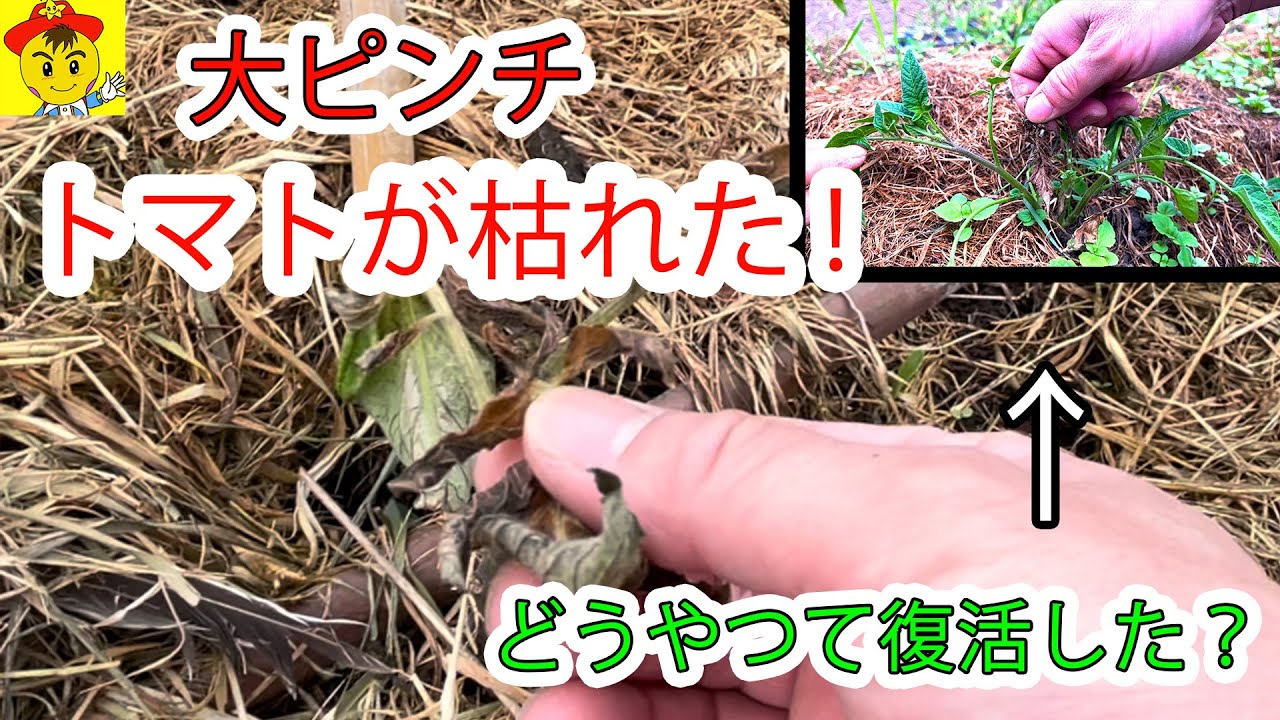 霜被害で枯れかけたトマトが復活した理由。自然栽培20年の今橋さんが語る植物の生命力