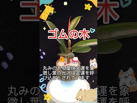園芸 小葉のゴムの木