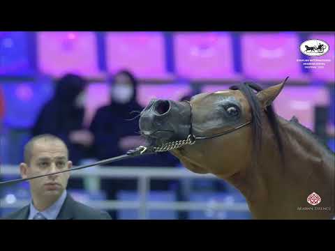 N 266 SSHARAZ   Sharjah International Arabian Horse Festival 2022   Stallions 10 Years & Older Class