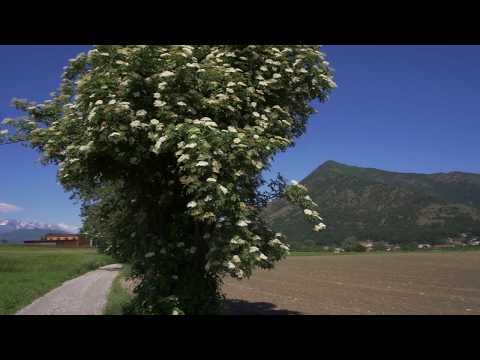 Alpignano   Regione Aprà