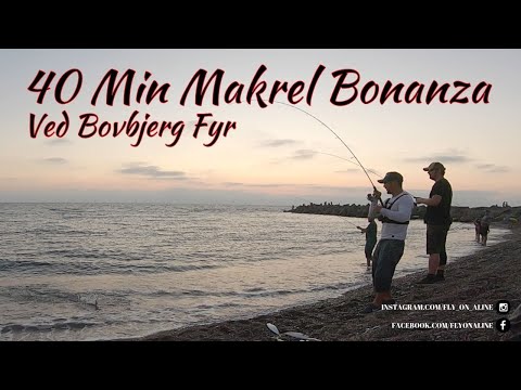 Makrel bonanza ved Bovbjerg fyr I 30 stk stk på 40 minutter