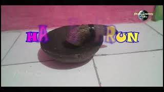 Download lagu DRAMA TARLING KAMAJAYA || NGAREPAKEN WARISAN mp3