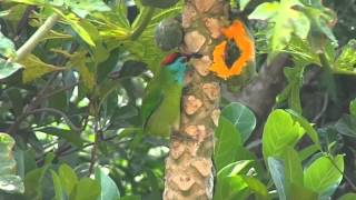 preview picture of video 'MAH05155 Barbet Flameback eating'