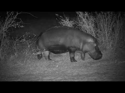 Djuma: Hippo leaves the pan after short visit - 21:57 - 09/19/19