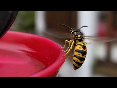 Dizzy Wasp on humming bird feeder