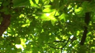 Oliver Wakeman ~ Greenleaves ~ Harpsichord Music