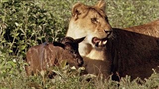 Baby Wildebeest Treats Lioness Like Mom