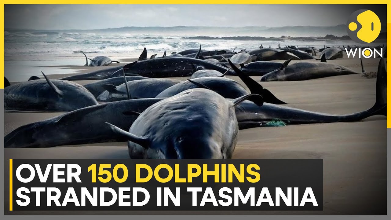 Dolphin Rescue Efforts Underway in Tasmania | World News | WION