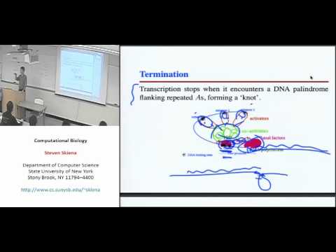 Lecture 13 - Introduction to Gene Finding