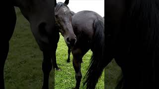 Download lagu Horse mating behind the scene video 20 mp3