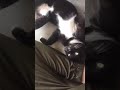 Tuxedo Cat For Adoption 2 Years Buddy From Seri Kembangan Selangor