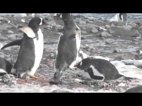 The Great Penguin Fight