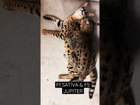 F1 SAVANNAH CAT SATÍVA & F5 JUPITER MATING