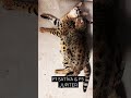 F1 SAVANNAH CAT SATÍVA F5 JUPITER MATING