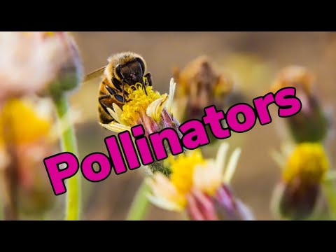 Week 1 - Spring - Pollinators