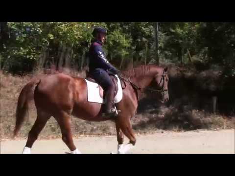 Horse Leonidas (Leo). Rider JD Sosa. Wood Road Fall 2016