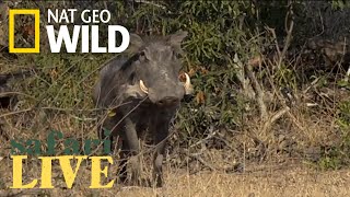 Safari Live - Day 180 | Nat Geo Wild by Nat Geo WILD