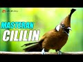 MASTERAN CILILIN GACOR SUARA JERNIH KUALITAS HD