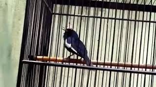 Download lagu masteran kacer isian kenari full mewah milik bos jaen mp3 Download lagu masteran kacer isian kenari full mewah milik bos jaen mp3