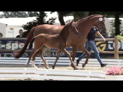 Meijer, Don Romance PS-Romanov Blue Hors-Feiner Graf