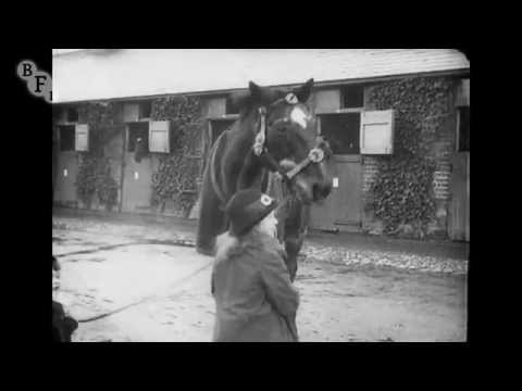 Horses' New Year's Dinner (1916) | BFI National Archive
