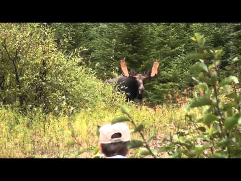 download lagu mp3 mp4 Cocall Moose Call, download lagu Cocall Moose Call gratis, unduh video klip Download Cocall Moose Call Mp3 dan Mp4 Full Gratis