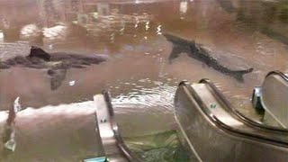 Fish Tank Music Video