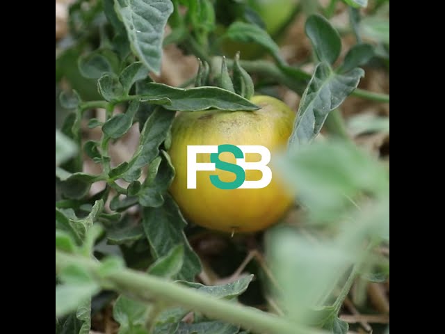 FSB Inside : deux carottes