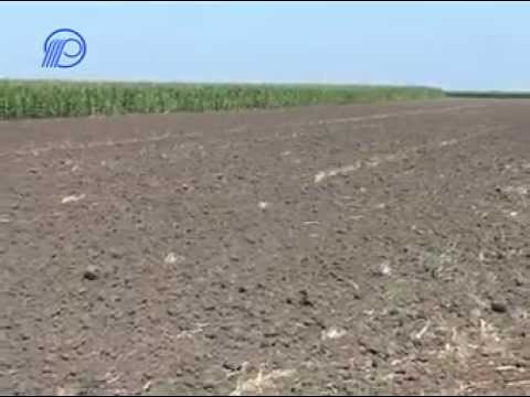 Kysáč - KIS MSS - To kysacko pole