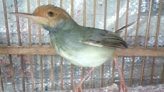 Download lagu Suara Prenjak Merah Bahan Belajar Bunyi - Pancingan Ampuh Bikin Perenjak Bisu Jadi EMOSI Cepat GACOR mp3 Download lagu Suara Prenjak Merah Bahan Belajar Bunyi - Pancingan Ampuh Bikin Perenjak Bisu Jadi EMOSI Cepat GACOR mp3