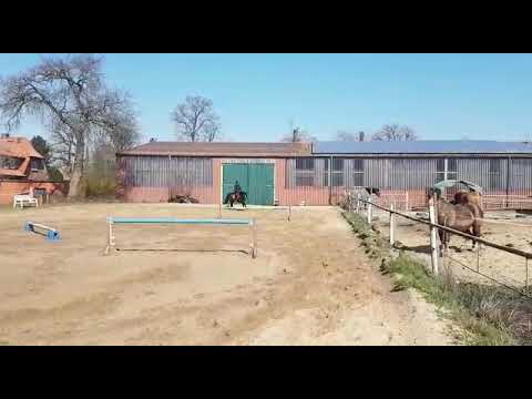 Traber Stute Fanti springt Distanz