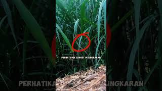 Download lagu Suara Pikat Dan Pacingan Ciblek Tebu Super Ampuh‼️ #kicaumania mp3 Download lagu Suara Pikat Dan Pacingan Ciblek Tebu Super Ampuh‼️ #kicaumania mp3