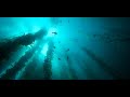 Podcasts - Can seaweed help curb global warming? | Tim Flannery
